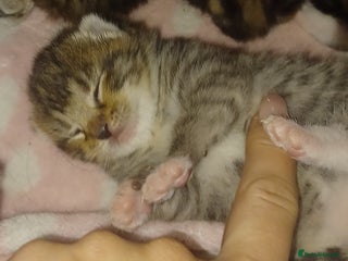 Bengal cats Gorgeous litter of half bengal babies - Advert 1