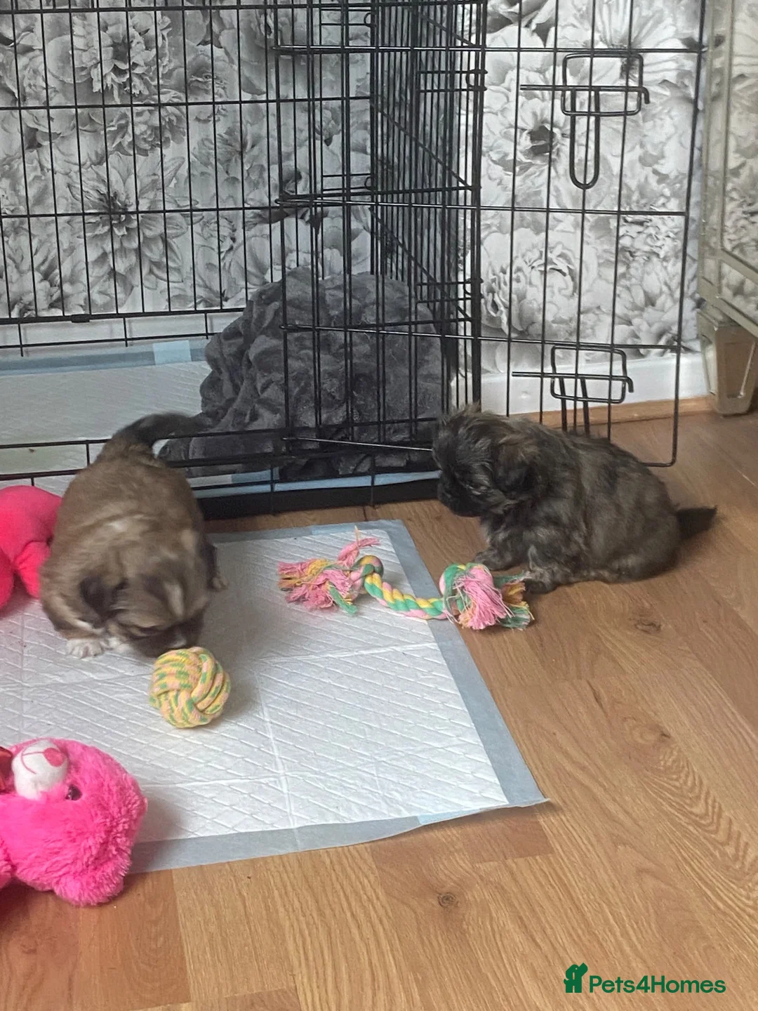 Mixed Breed dogs for sale: 2 beautiful girls  in Sevenoaks - Advert 2