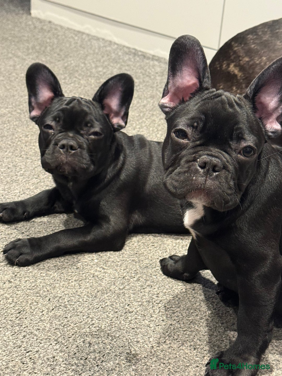 French Bulldog dogs for sale: French Bulldog Puppies 3 Months Old Girl and Boy  - Image 17