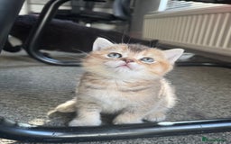 British Shorthair cats for sale: 💖 Stunning BSH kittens - ready for reservations💖 - Image 9