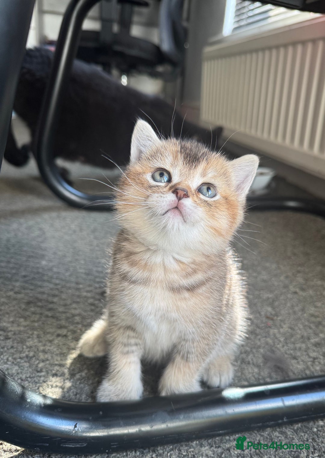 British Shorthair cats for sale: 💖 Stunning BSH kittens - ready for reservations💖 - Image 9