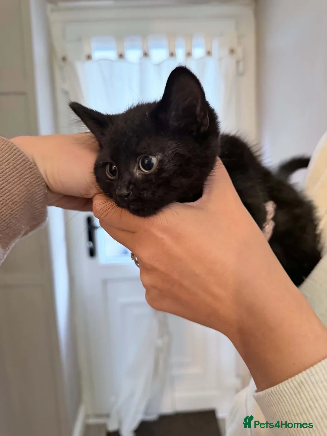 Mixed Breed cats for sale: Kittens for sale  in Wrexham - Advert 2