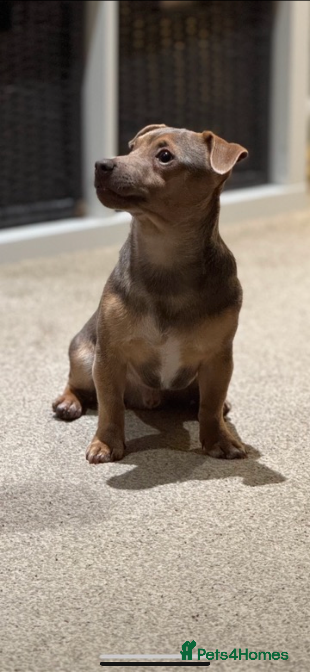 Jack Russell dogs for stud: Buzz  - Advert 2