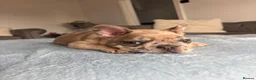 French Bulldog dogs for sale: Ready to go! 3 french bulldog puppies left - Advert 20