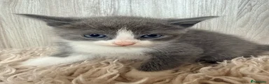 Ragdoll 3