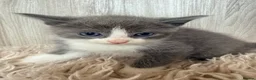 Ragdoll cats for sale: Half breed rag doll  in Coventry - Advert 2