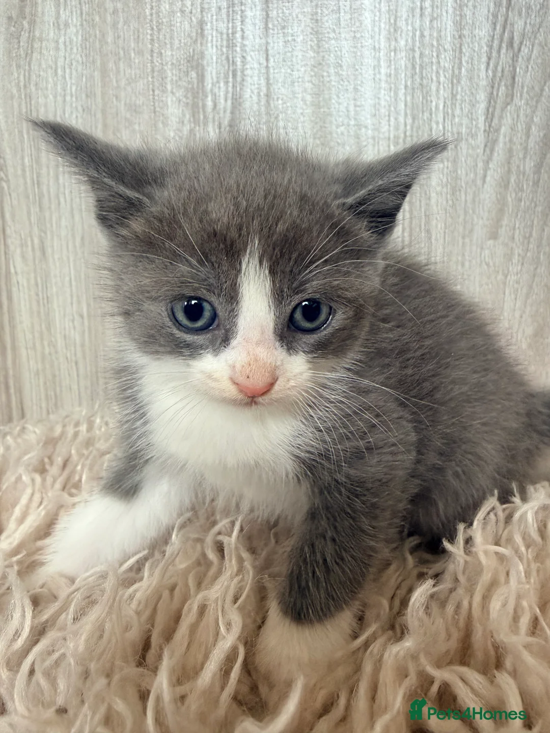 Ragdoll cats for sale: Half breed rag doll  in Coventry - Advert 2