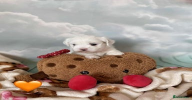 Malshi dogs - Advert 1