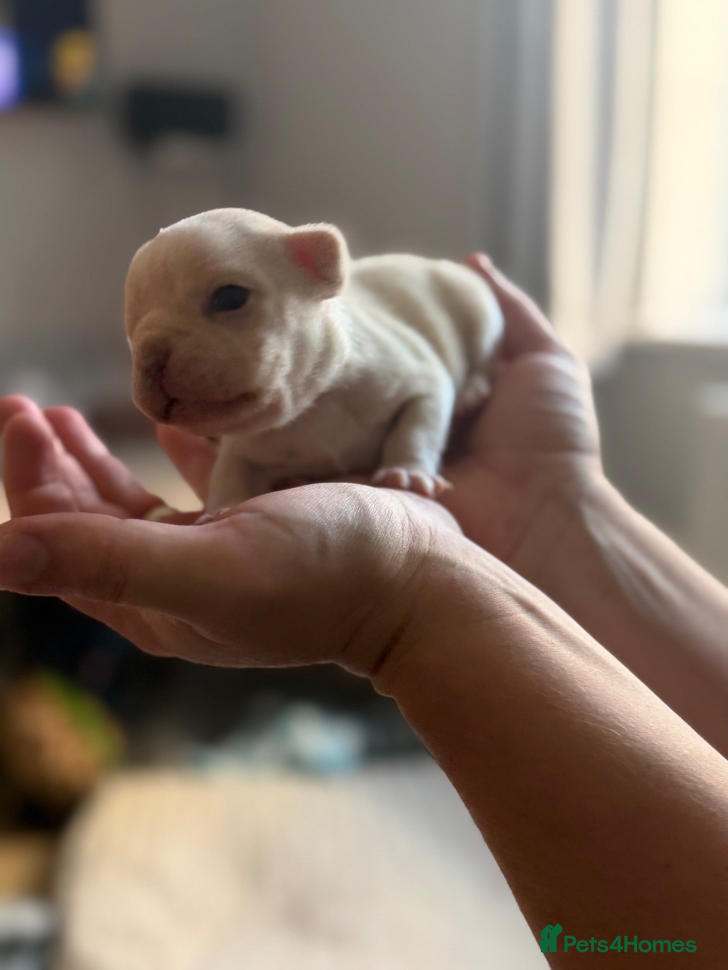 French Bulldog dogs Just arrived French Bulldog Puppy  - Advert 6