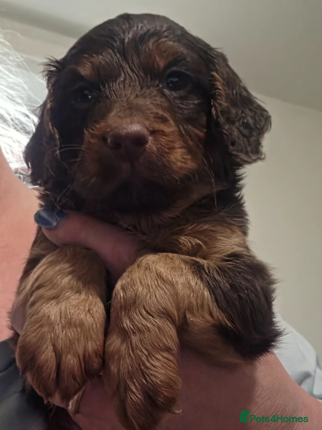 Cockapoo dogs for sale: F1 stunning cockapoos - Advert 1