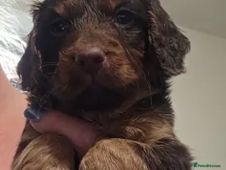 Cockapoo dogs for sale: F1 stunning cockapoos - Advert 1