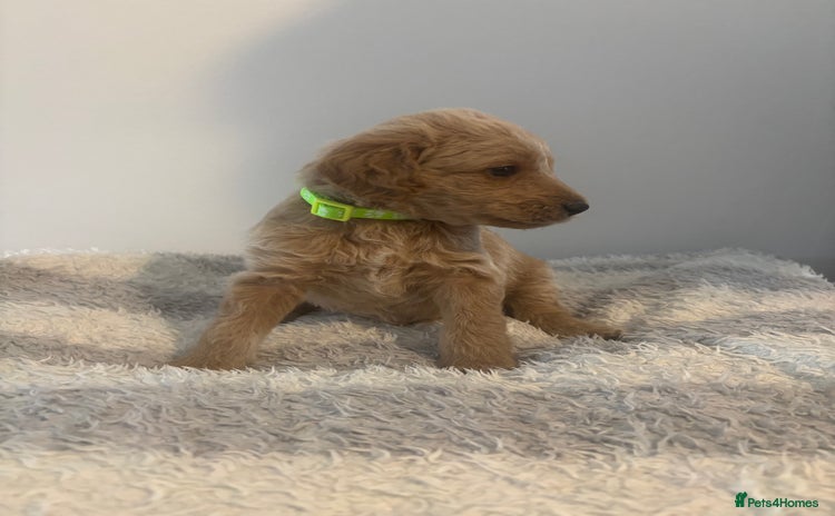Labradoodle dogs - Advert 1