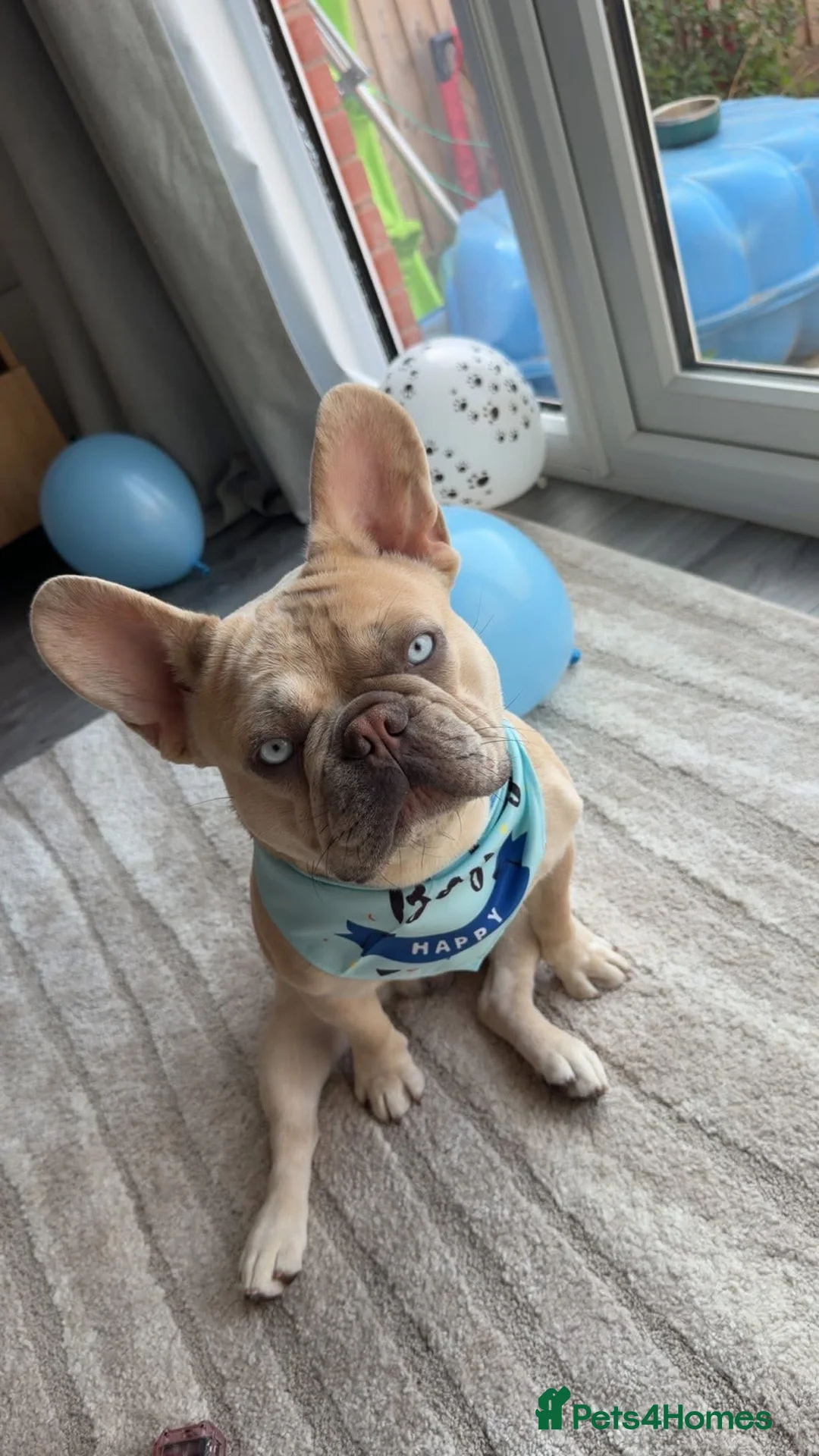 French Bulldog dogs for stud: New Isabella lilac merle for stud  in Telford - Advert 2