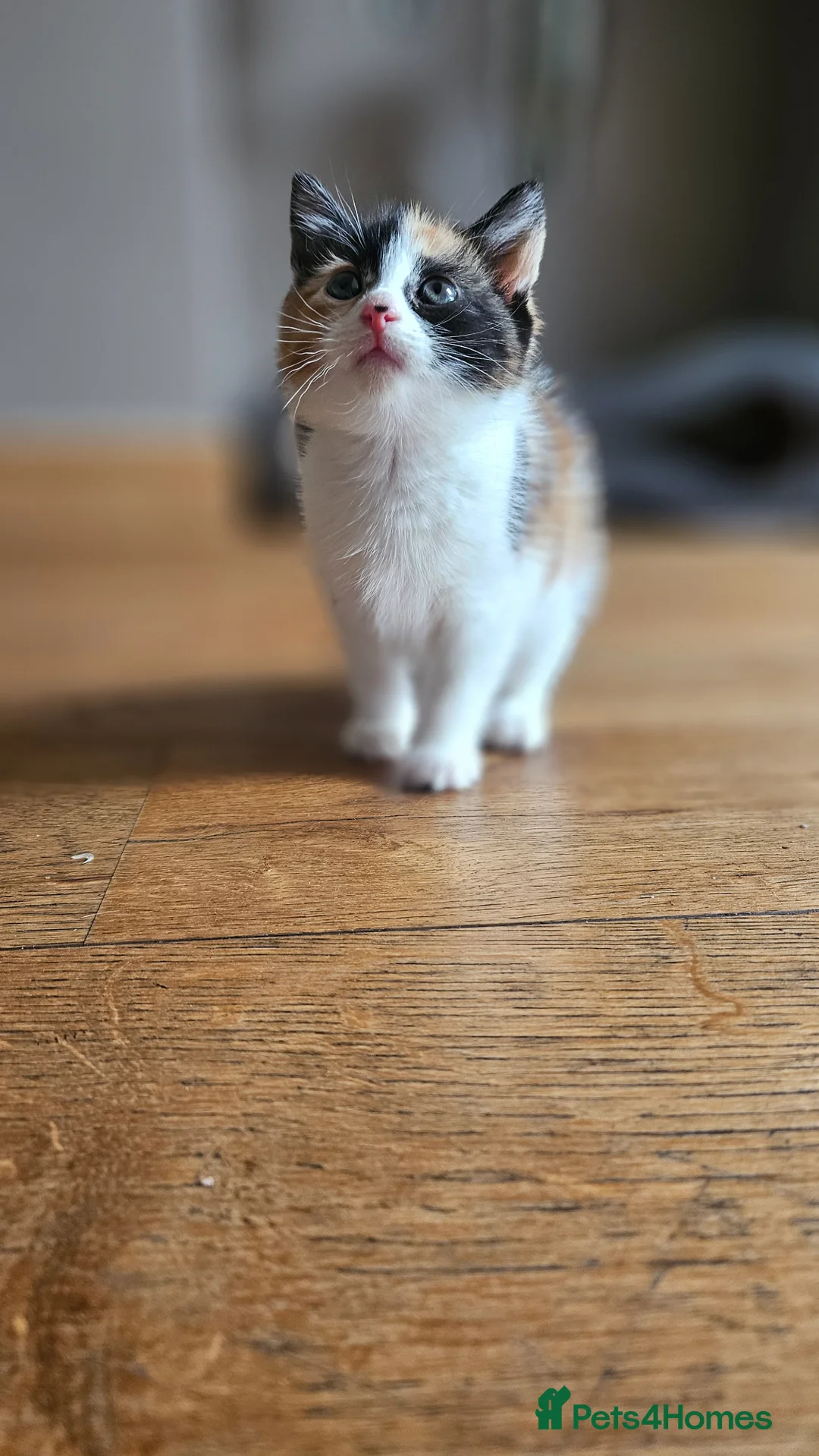 Mixed Breed cats for sale: Super sweet girl kitten available now East London - Advert 2