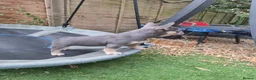 French Bulldog dogs for sale: Last two females ready this weekend, KC Registered - Advert 3