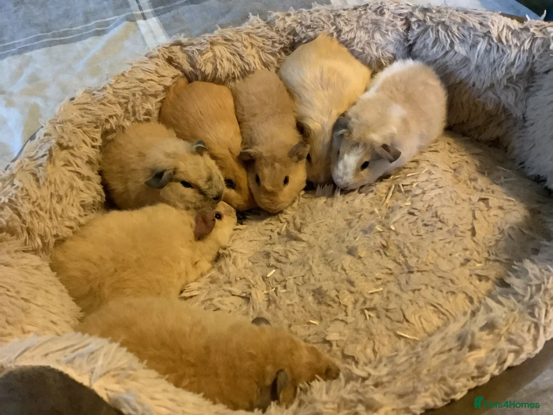 Guinea Pig rodents for sale: Lovely Baby Teddy, Cali, Satin Carrier Guinea Pigs - Advert 3