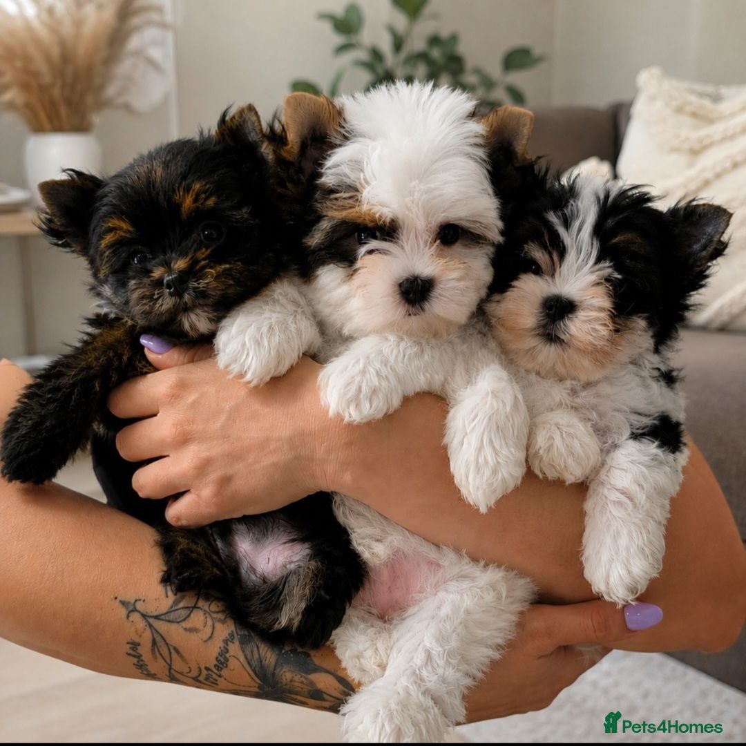 Yorkshire Terrier dogs 🐾 Tiny Yorkshire Terrier Boys – Ready Now 🐾 - Advert 1
