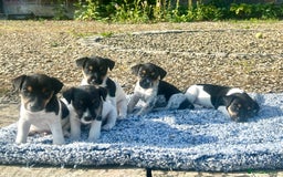 Jack Russell dogs for sale: Heavenly Jack Russell puppies - Image 1