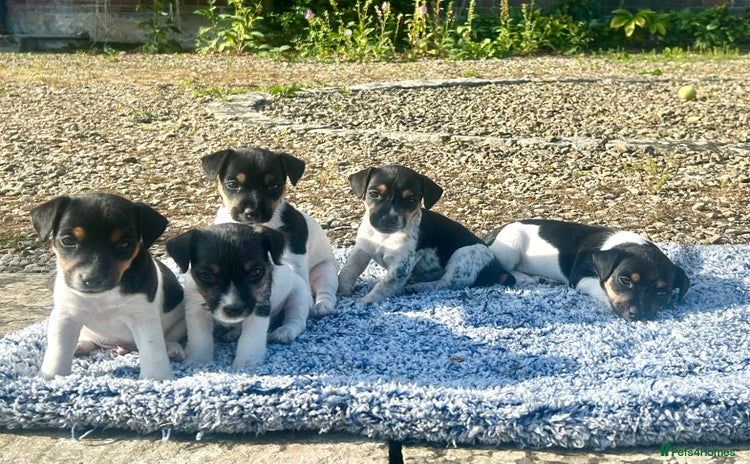 Jack Russell dogs - Advert 1