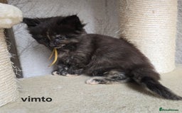 Maine Coon cats for sale: Maine Coon Kittens Tortie/Torbie Russian lines - Image 34