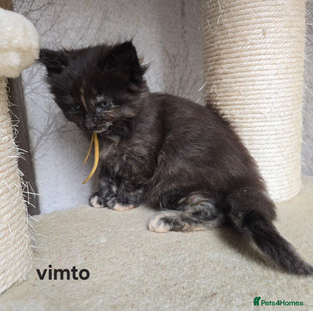 Maine Coon cats for sale: Maine Coon Kittens Tortie/Torbie Russian lines - Image 34