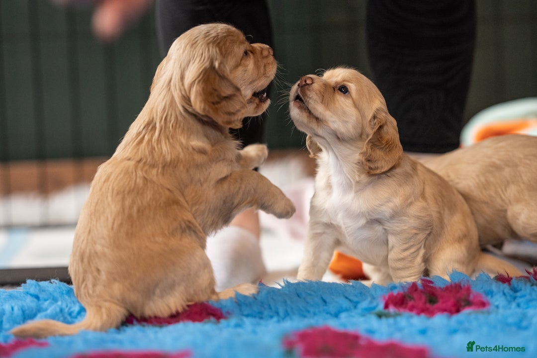Cocker Spaniel dogs for sale: KC Reg Working Cocker Spaniels (Golden) - Image 13