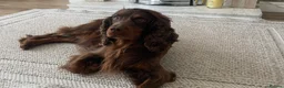 Cocker Spaniel dogs for sale: Beautiful working cocker spaniel puppies in Pontypool - Advert 6