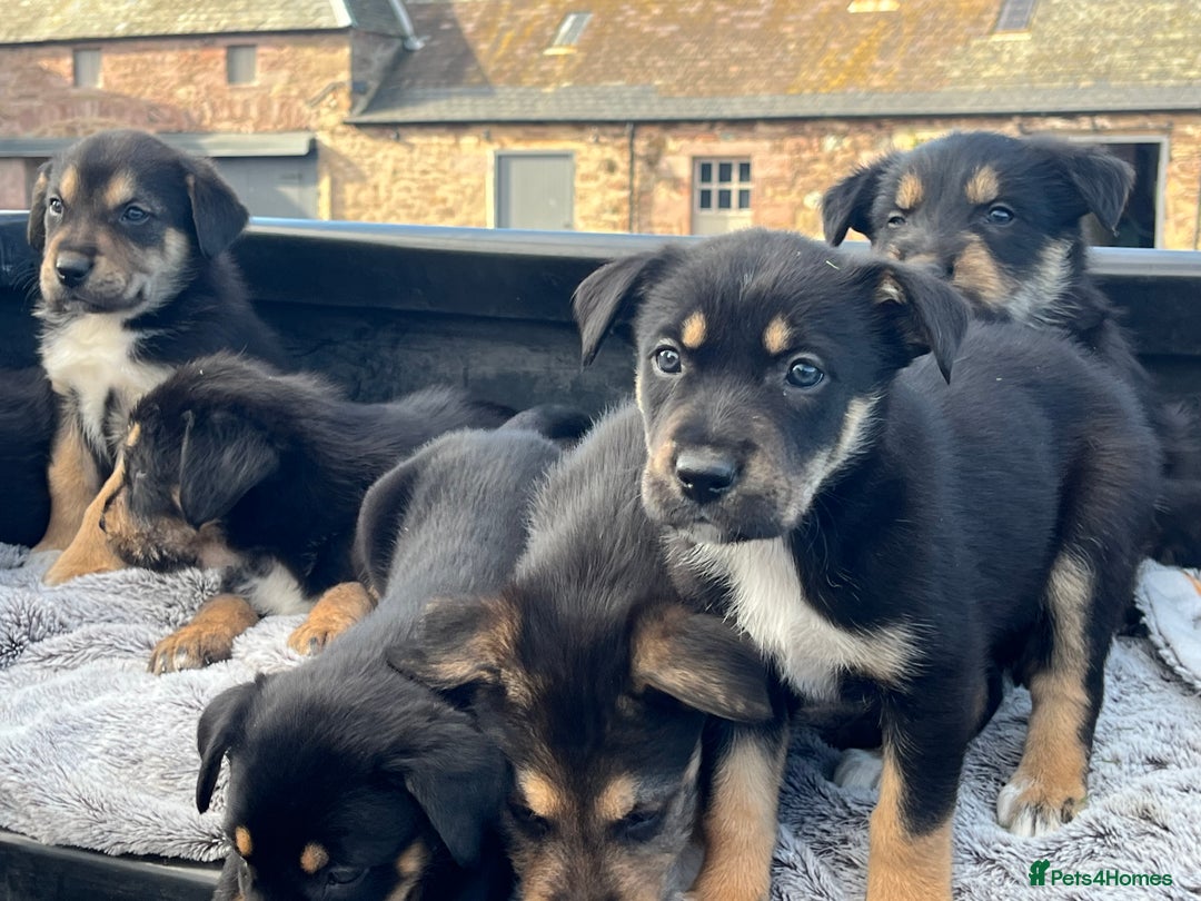 Mixed Breed dogs for sale: Bearded Collie cross New Zealand Huntaway  - Image 5