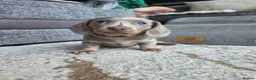 Miniature Dachshund dogs for sale: Blue/IsabellaTanMiniatureDachshund - READY - Advert 34