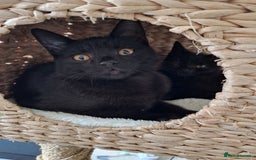 British Shorthair cats for sale: 🤎SALE!!! CHOCOLATE BSH boy and girl left, LONDON - Image 10