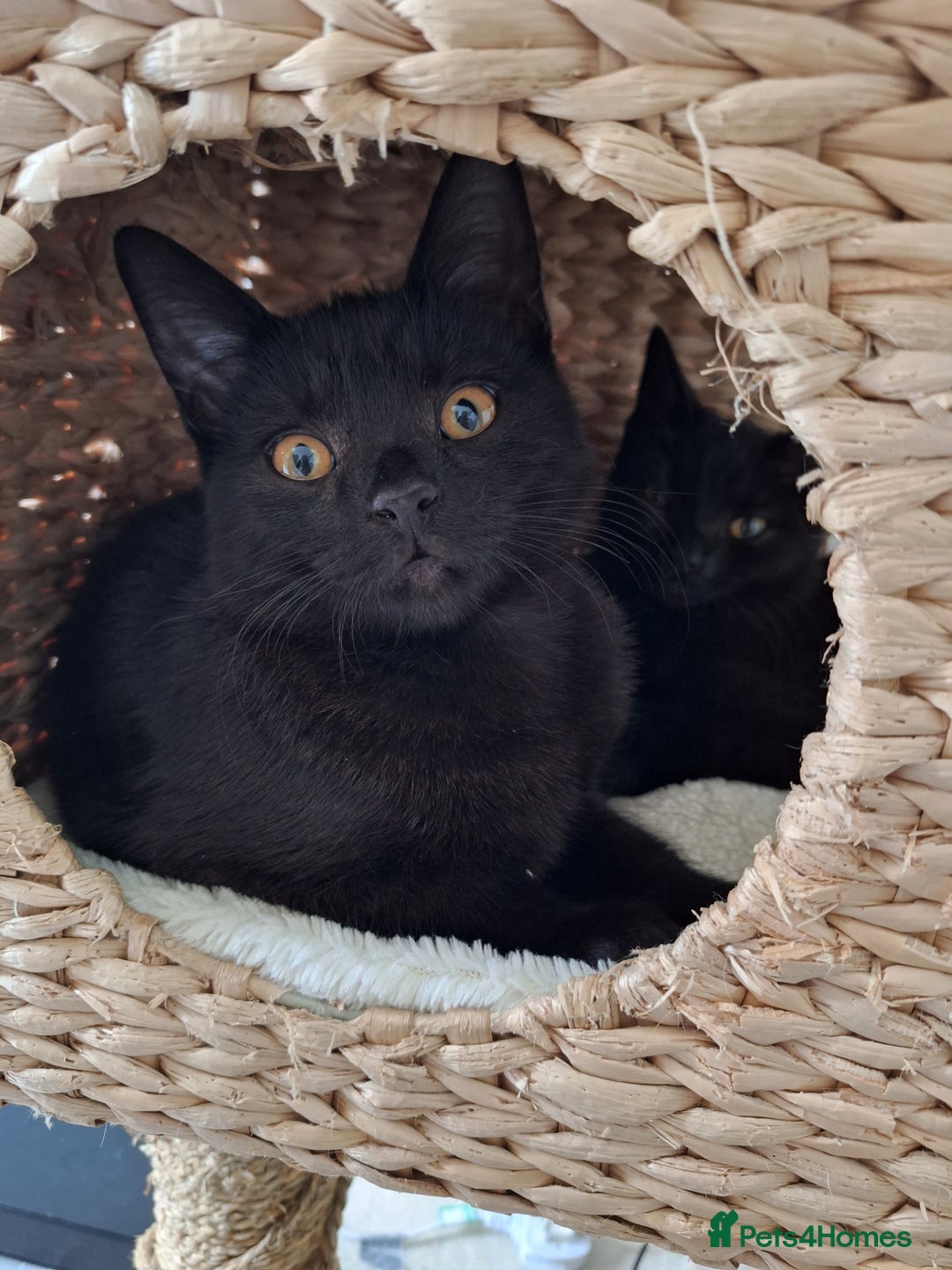 British Shorthair cats for sale: 🤎SALE!!! CHOCOLATE BSH boy and girl left, LONDON - Image 10