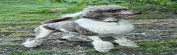 Standard Poodle dogs for stud: Standard Poodle for Stud - Advert 5