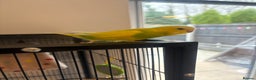 Budgerigars birds for sale: Rio and Olaf - Advert 4