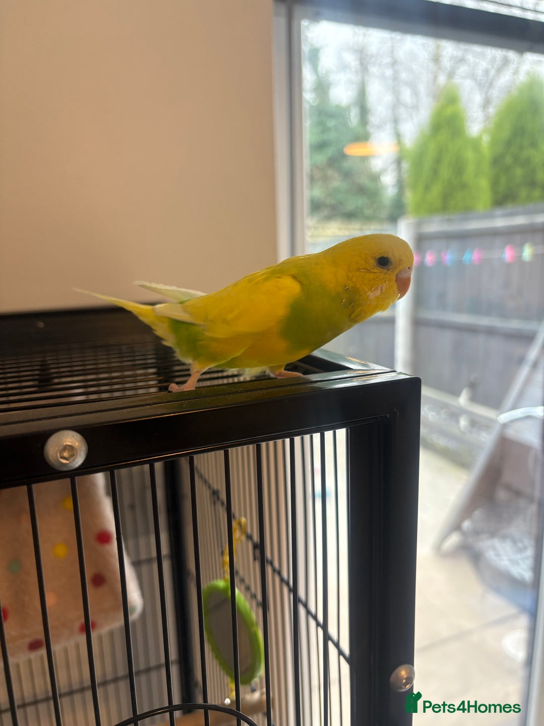 Budgerigars birds for sale: Rio and Olaf - Advert 4