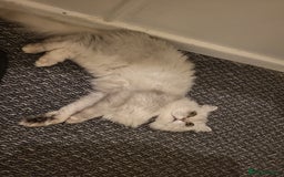 British Longhair cats for sale: Chinchilla cat - Image 2