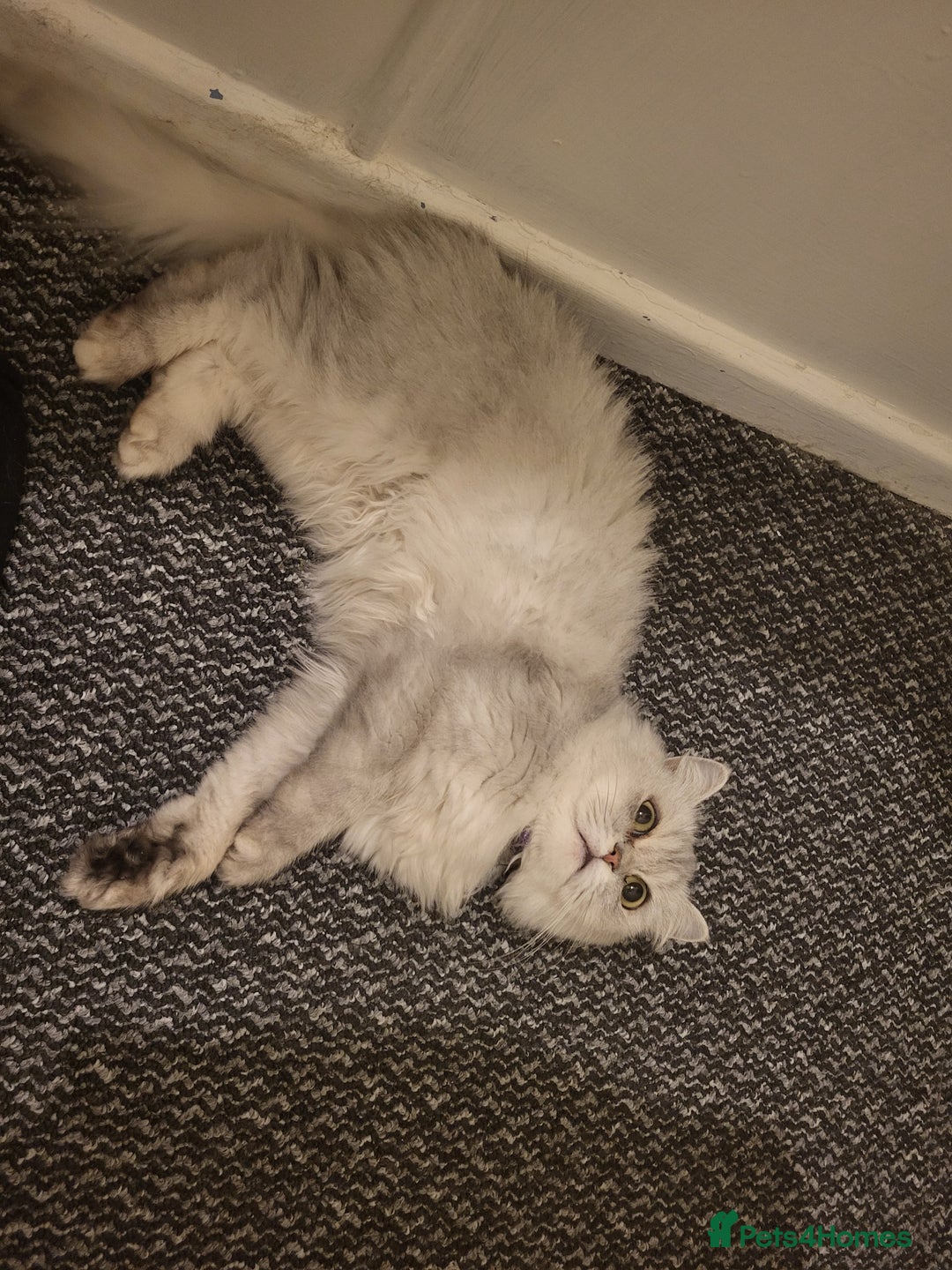 British Longhair cats for sale: Chinchilla cat - Image 2
