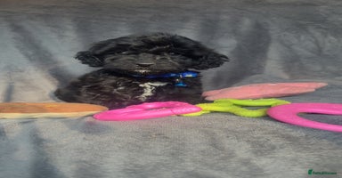 Cockapoo dogs - Advert 10