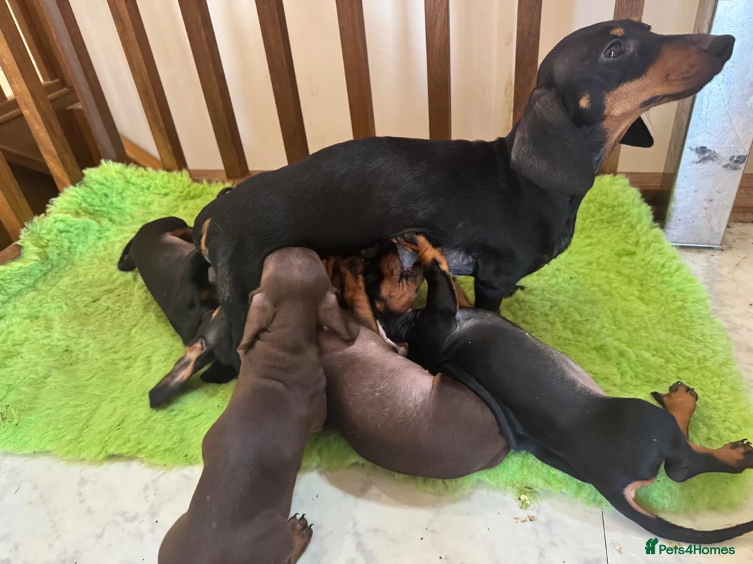 Miniature Dachshund dogs for sale: ❤️🐾 Adorable Miniature Dachshunds 🐾❤️ - Advert 23