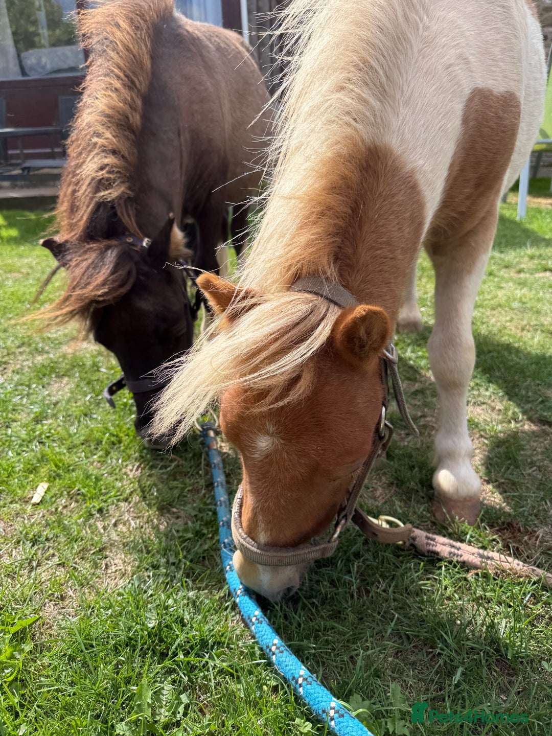 Shetland pony horses for sale: Shetland ponies for sale - Advert 1