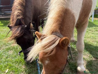 Shetland pony horses Shetland ponies for sale - Advert 16