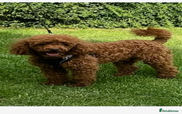 Cockapoo dogs for sale: F1B TOY COCKAPOO PUPPIES - Image 18