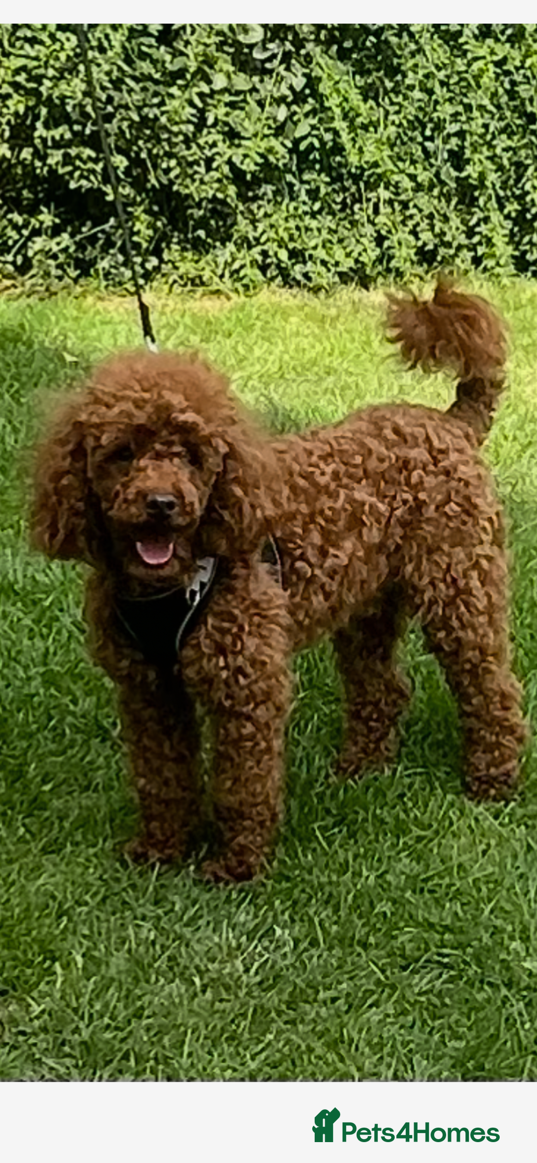 Cockapoo dogs for sale: F1B TOY COCKAPOO PUPPIES - Image 18