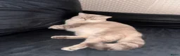 British Shorthair cats for sale: Stunning & Unique Kittens for Sale in Buckingham - Advert 21