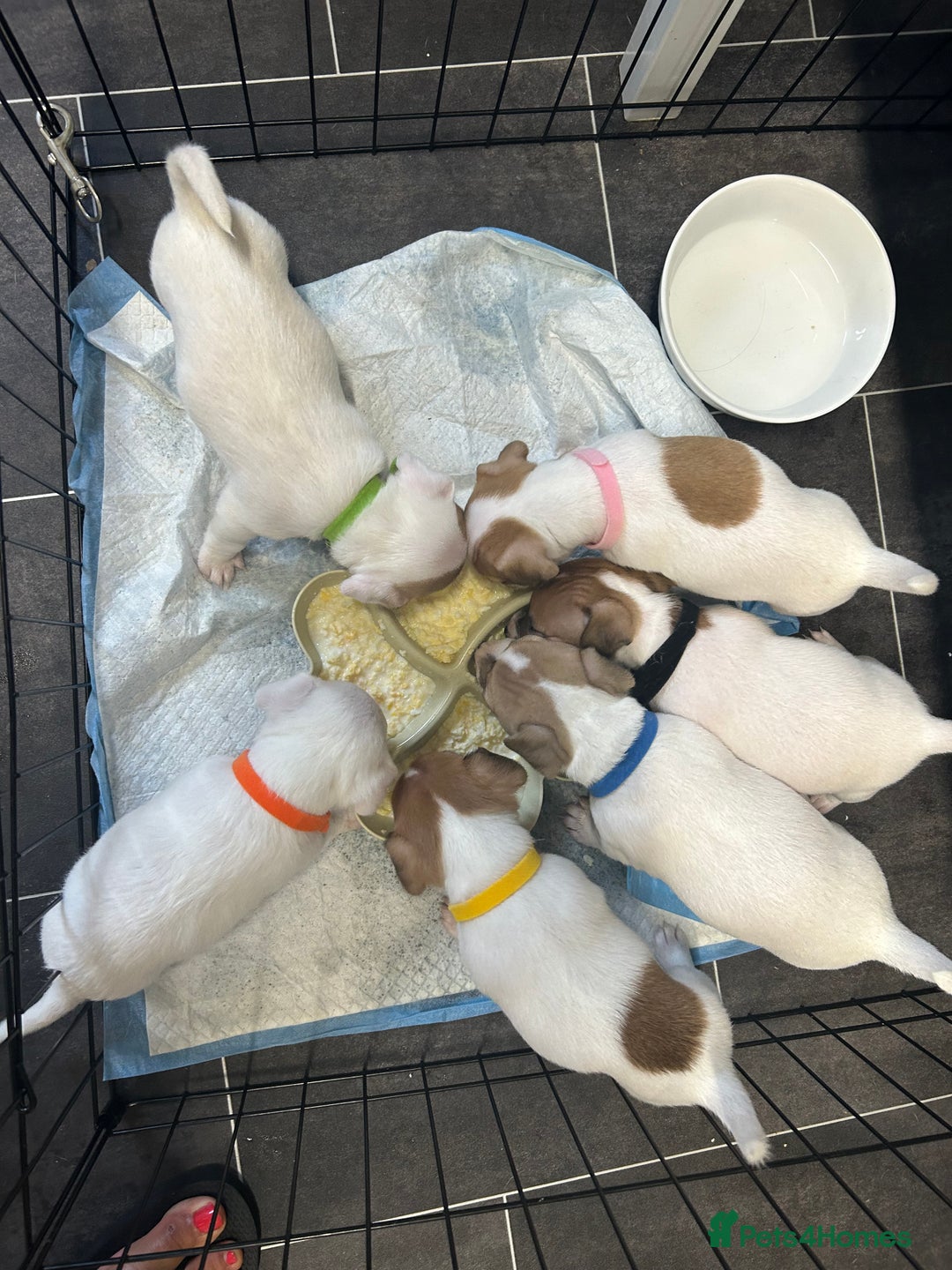 Jack Russell dogs for sale: 5 beautiful jack russel pups  - Image 18