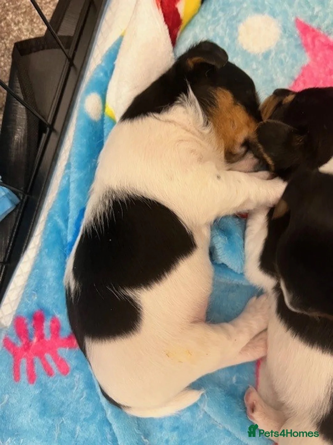 Jack Russell dogs for sale: Jack Russell Puppies - Advert 6