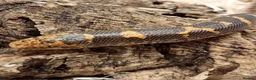 Boa Snake reptiles for sale: Beautiful, Juvenile, Captive-Bred Kenyan Sand Boas - Advert 17