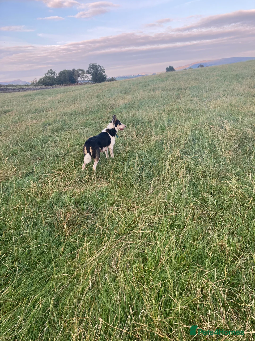 Border Collie dogs for sale: Border collie puppies  - Advert 2