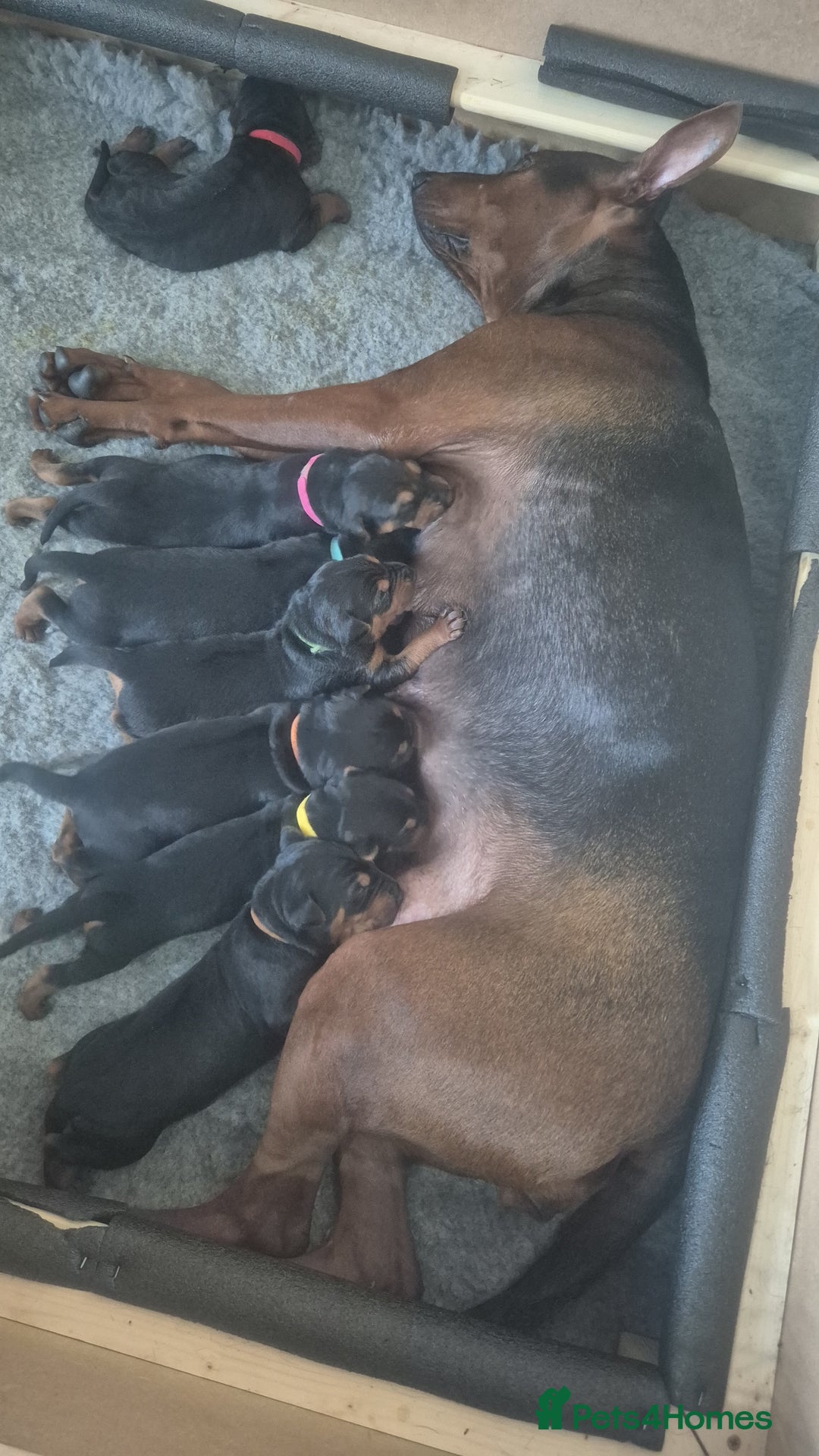 Mixed Breed dogs for sale: Pure Bred/papered Laizhou Hong/Chinese Red Dog - Image 10
