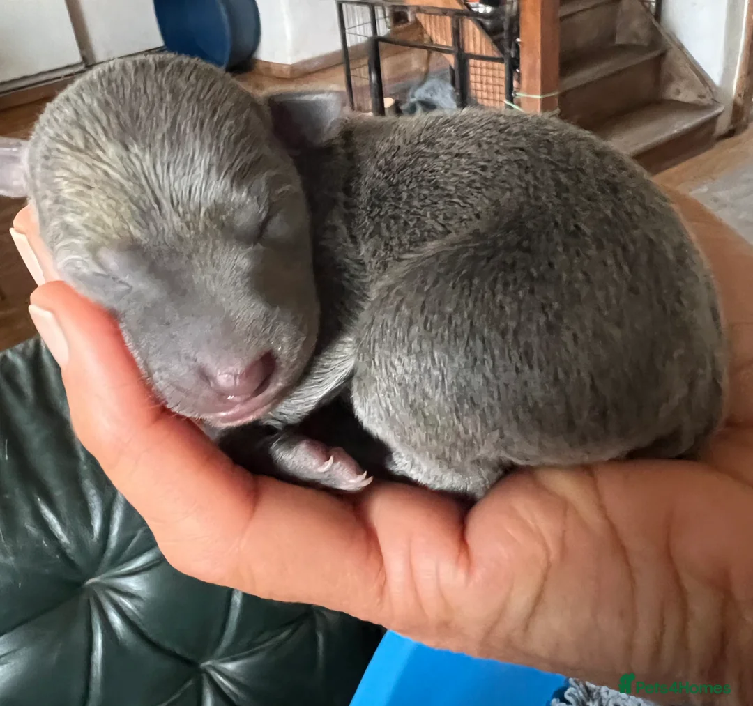 Italian Greyhound dogs for sale:     Italian Greyhound. Babies  - Advert 23