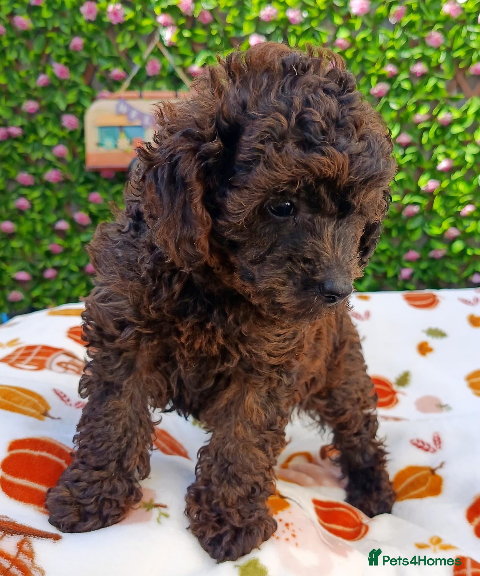 Toy Poodle dogs TOY POODLE FEMALE TIGER BRINDLE VERY SMALL  - Advert 2